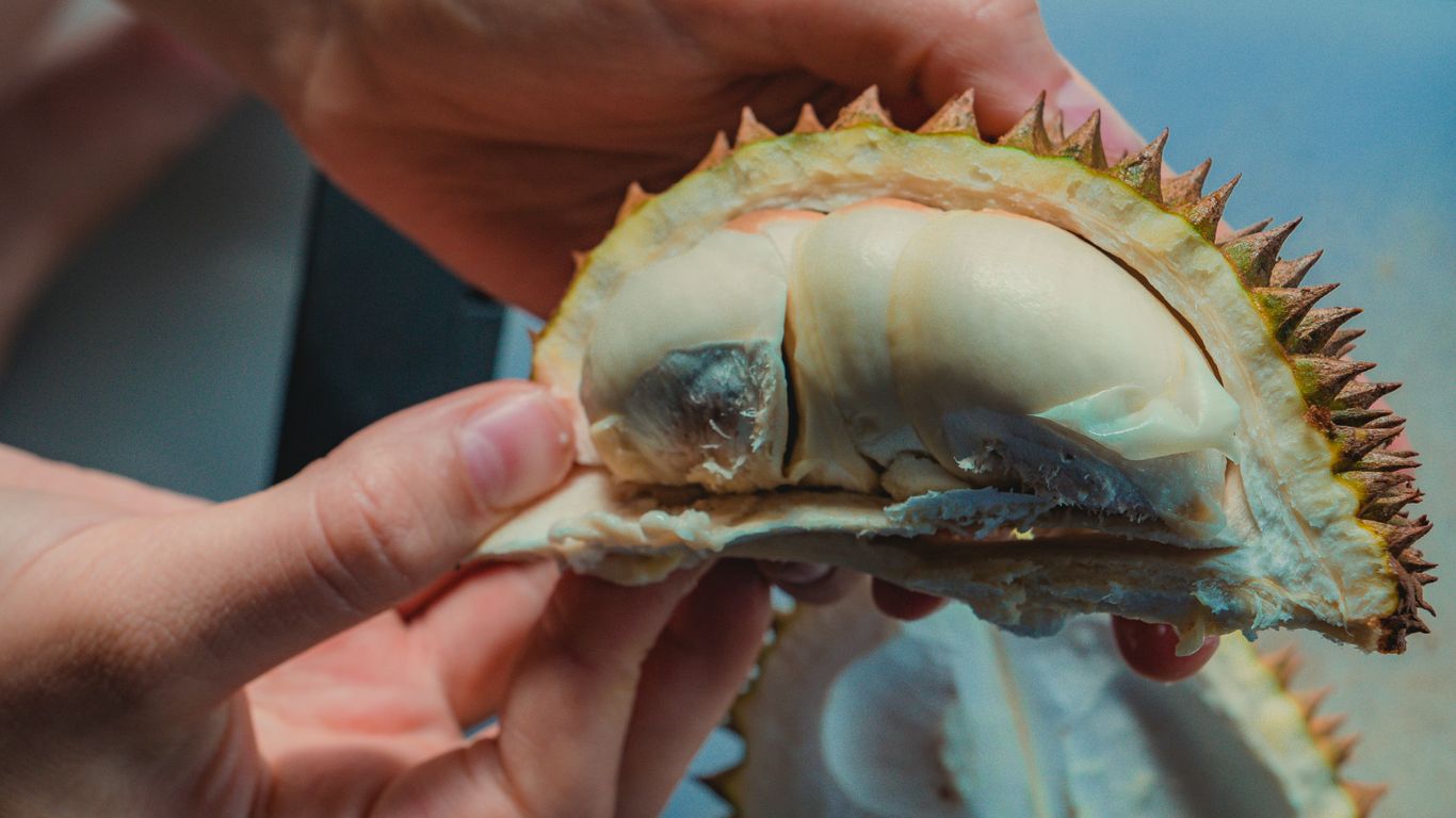 Hands holding a freshly cut durian fruit