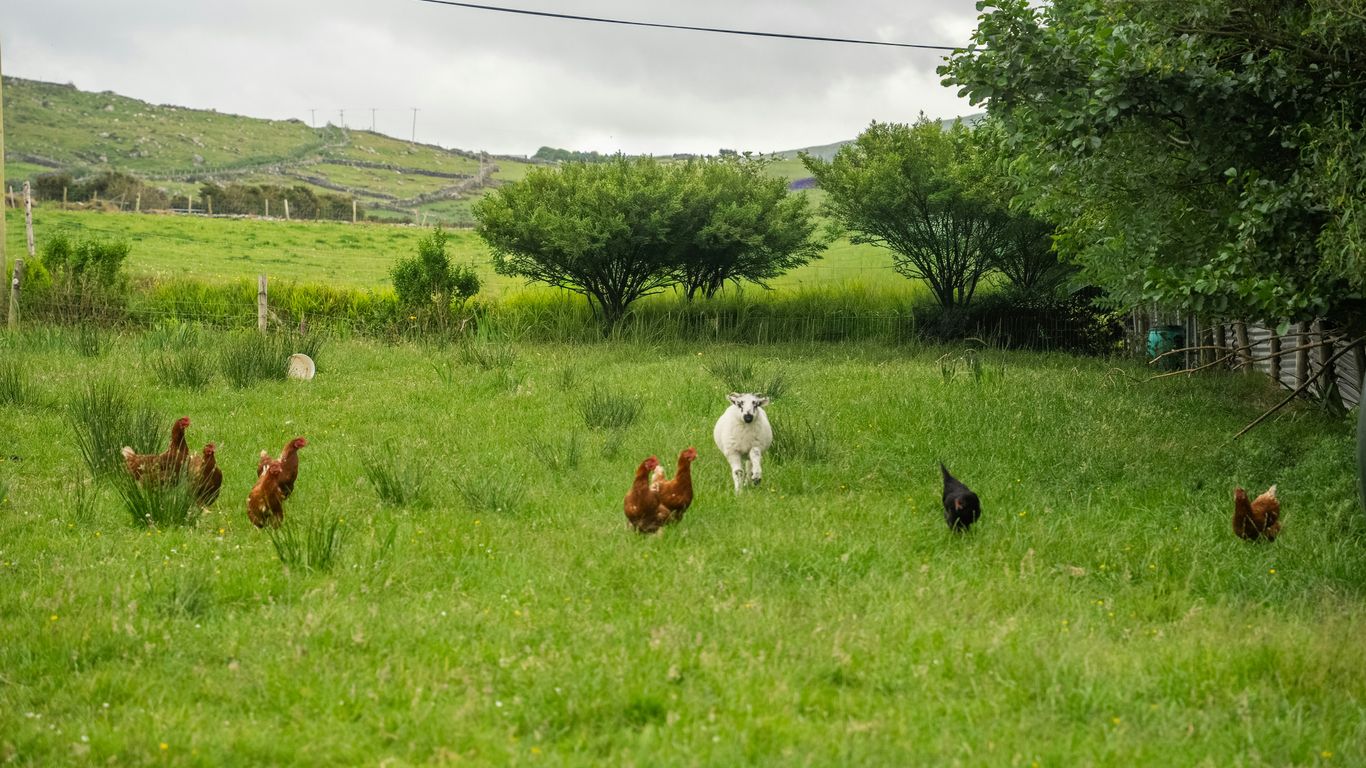 A white dog chases chickens in a grassy field.