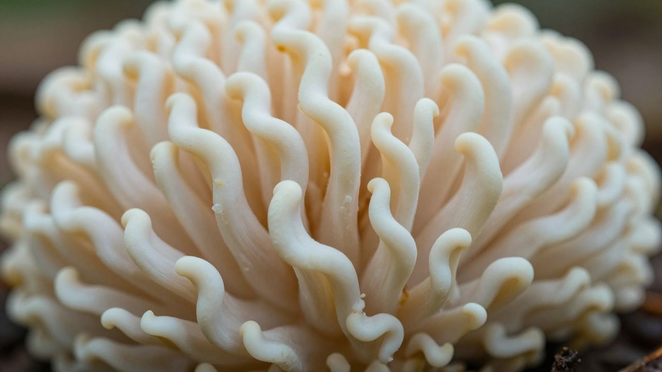 Lion's Mane mushroom with cascading tendrils.