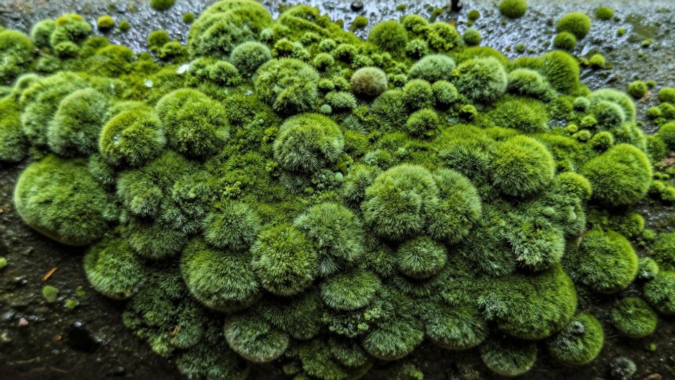 Close-up of fuzzy green mold on a surface.