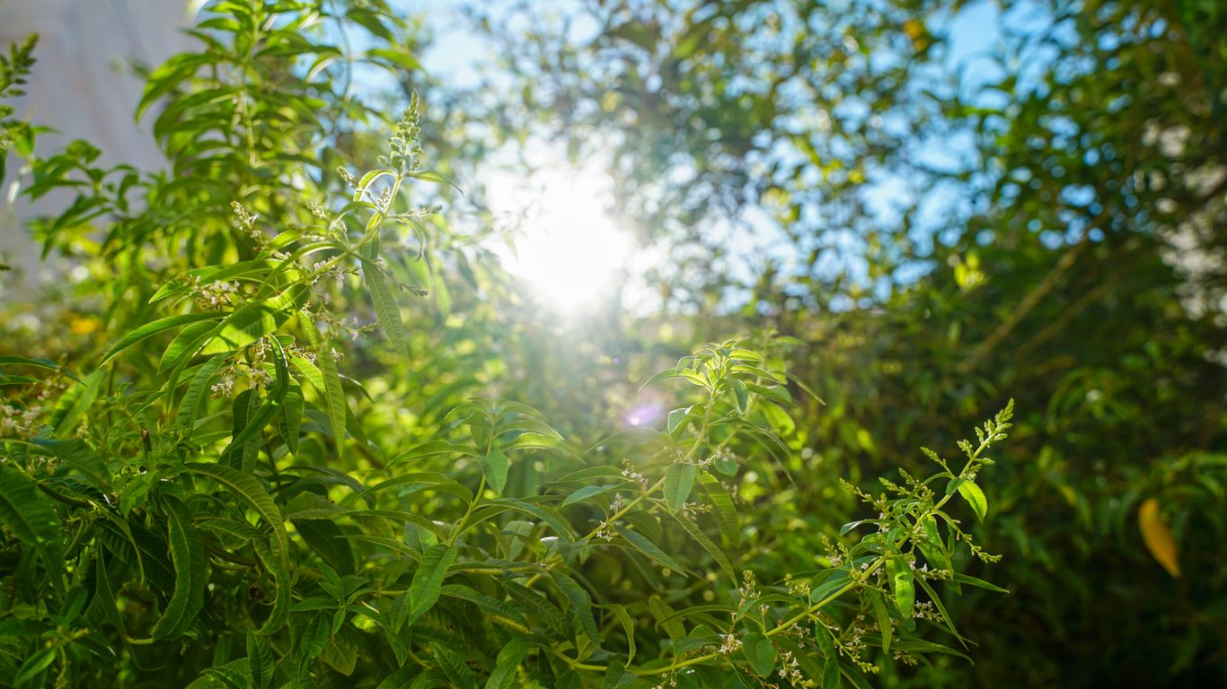 Sunlight shining through green leaves on a bright day.