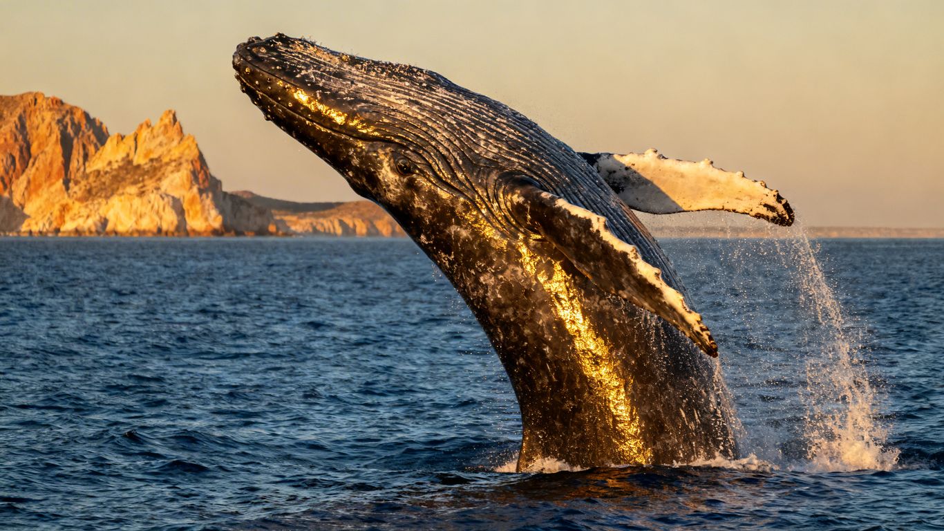 Humpback whale breaching near Cabo San Lucas coastline.