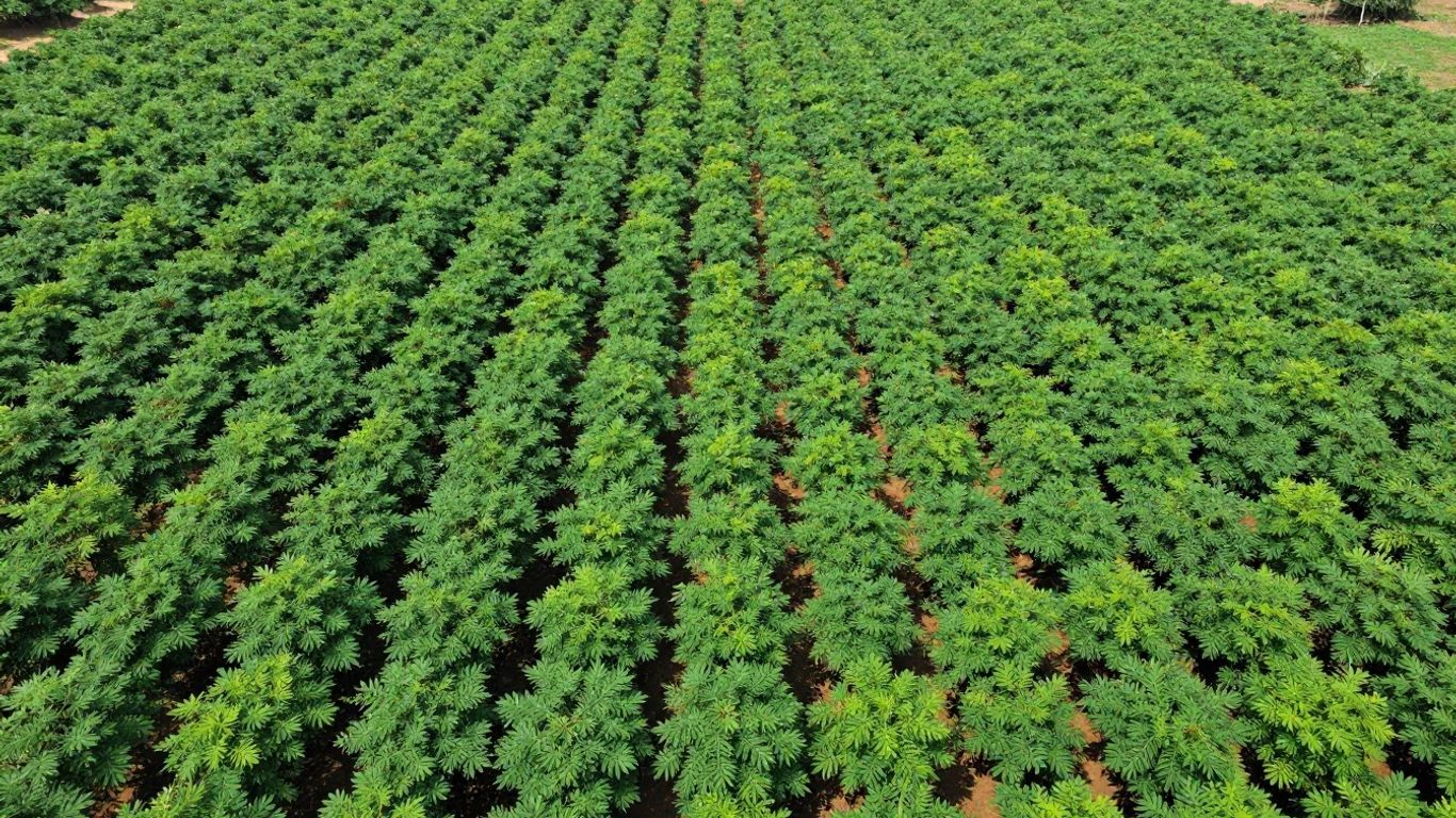 Moringa Leaf Suppliers in Tamilnadu: Export Quality, Lead Times and What to Expect
