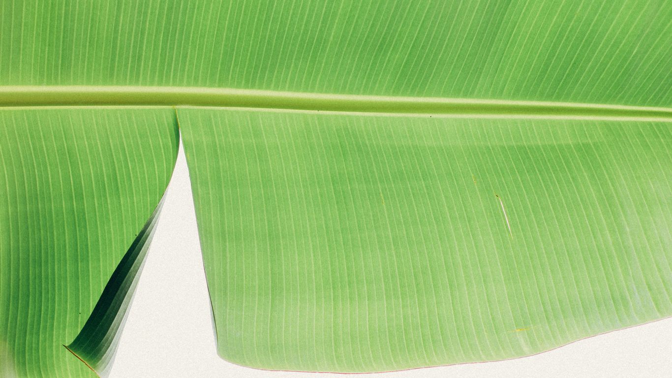 Banana leaf meal on a busy table