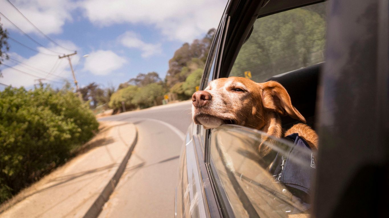 Best Pet Seat Covers for the Tesla Model Y Juniper: Fit, Features and Buying Guide