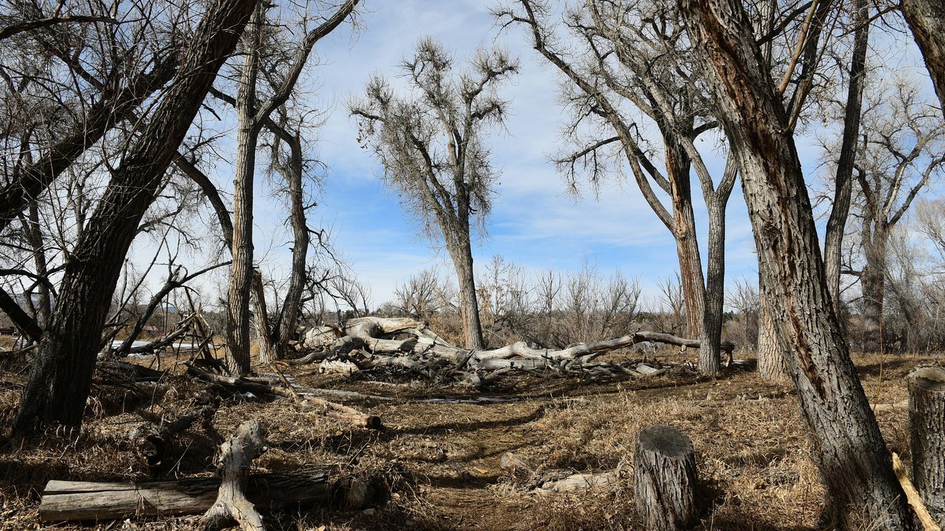 a forest filled with lots of dead trees