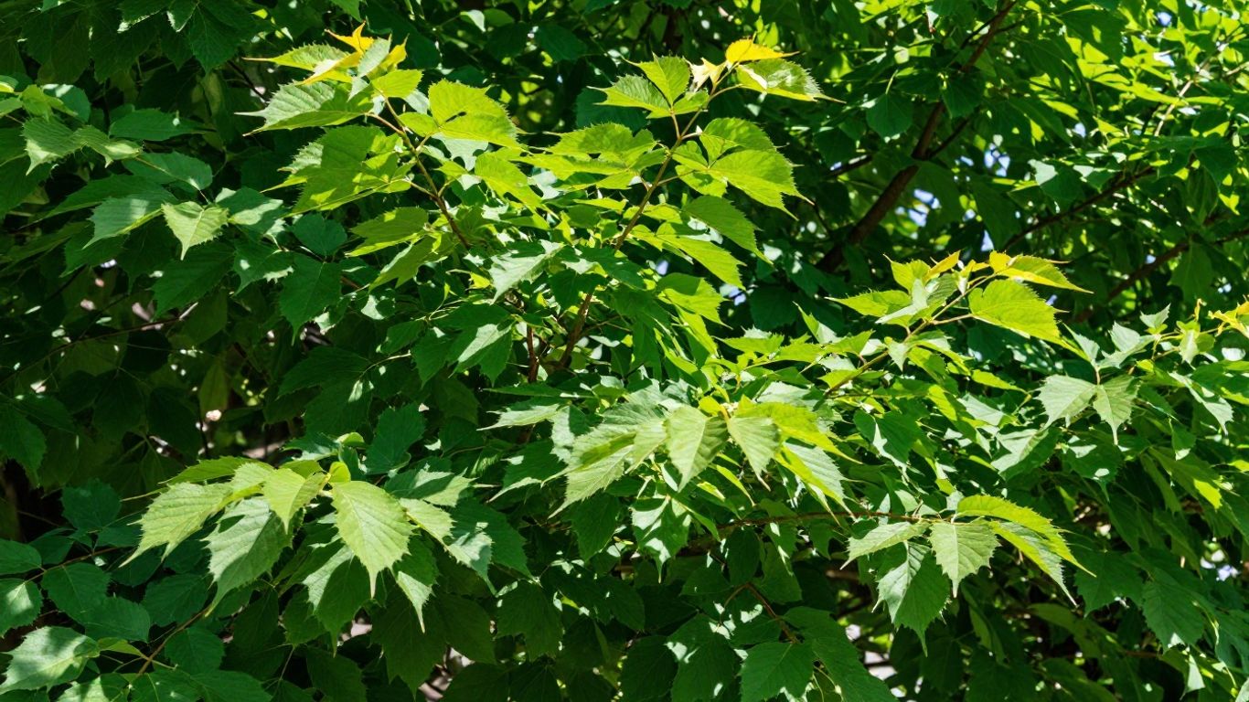 Forest foliage showing healthy vibrant color
