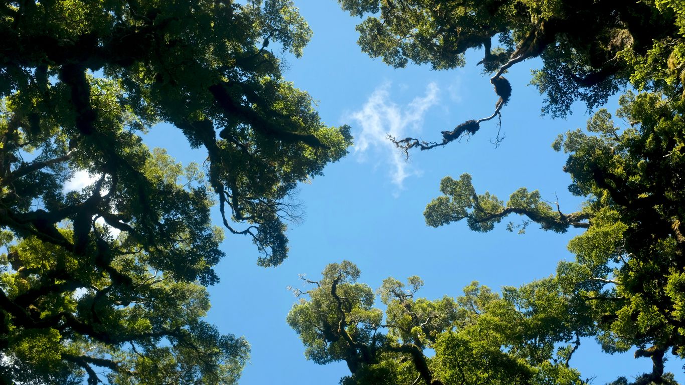 Sunlight streams through the tropical canopy