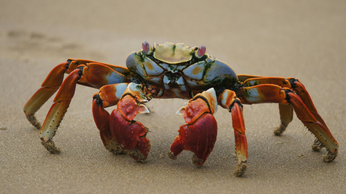 Fresh mud crabs ready for a traditional preparation