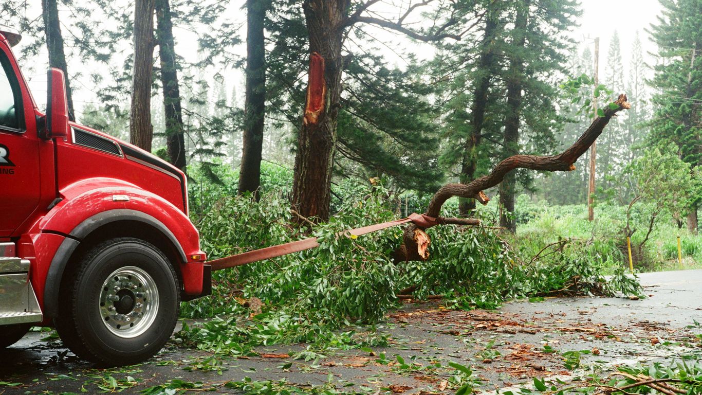 Tree service truck parked near a wooded road