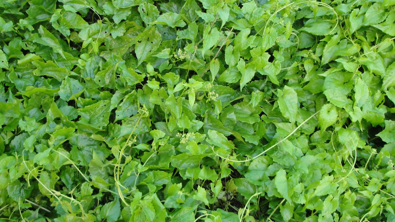 a close up of a bunch of green plants