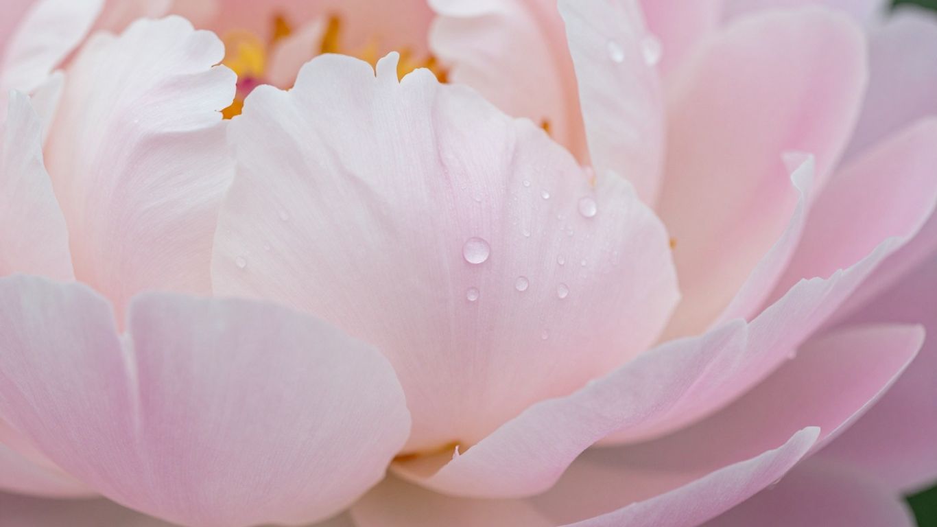 Close up of fresh delicate flower petals
