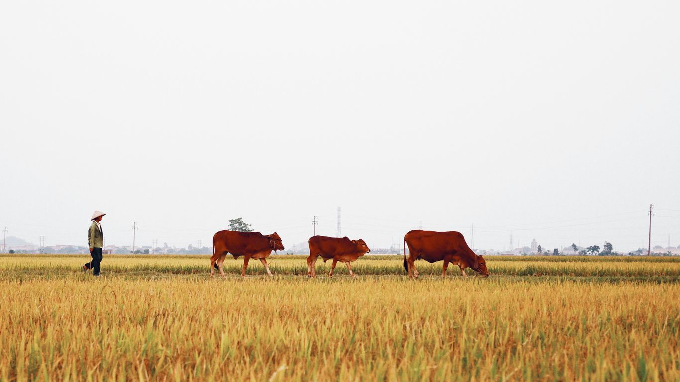 brown cow on brown grass field during daytime
