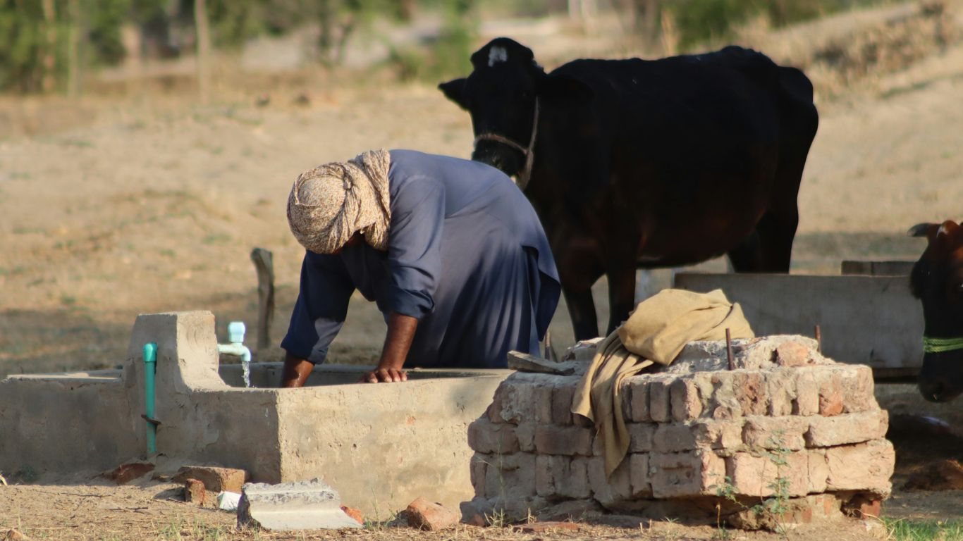 A man is milking a cow in a field