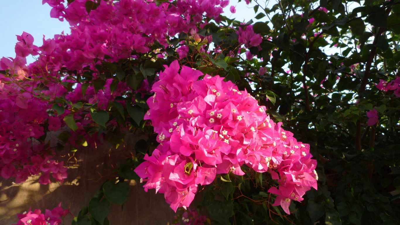 A vibrant garden display with exotic flowers