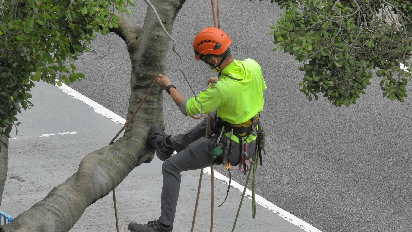 Crew assessing a tree near a Chelmsford home