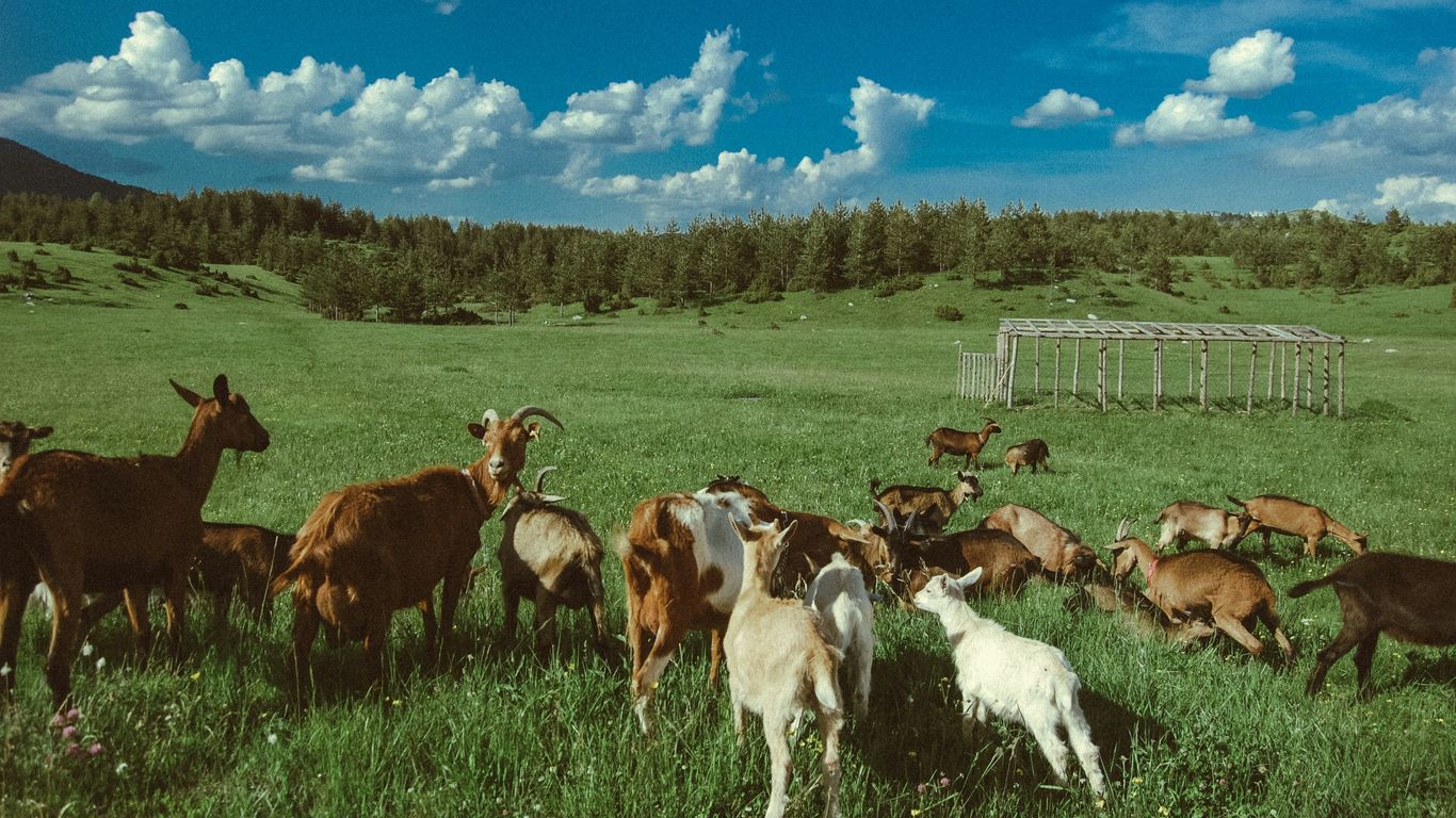flock of goats on green grass field