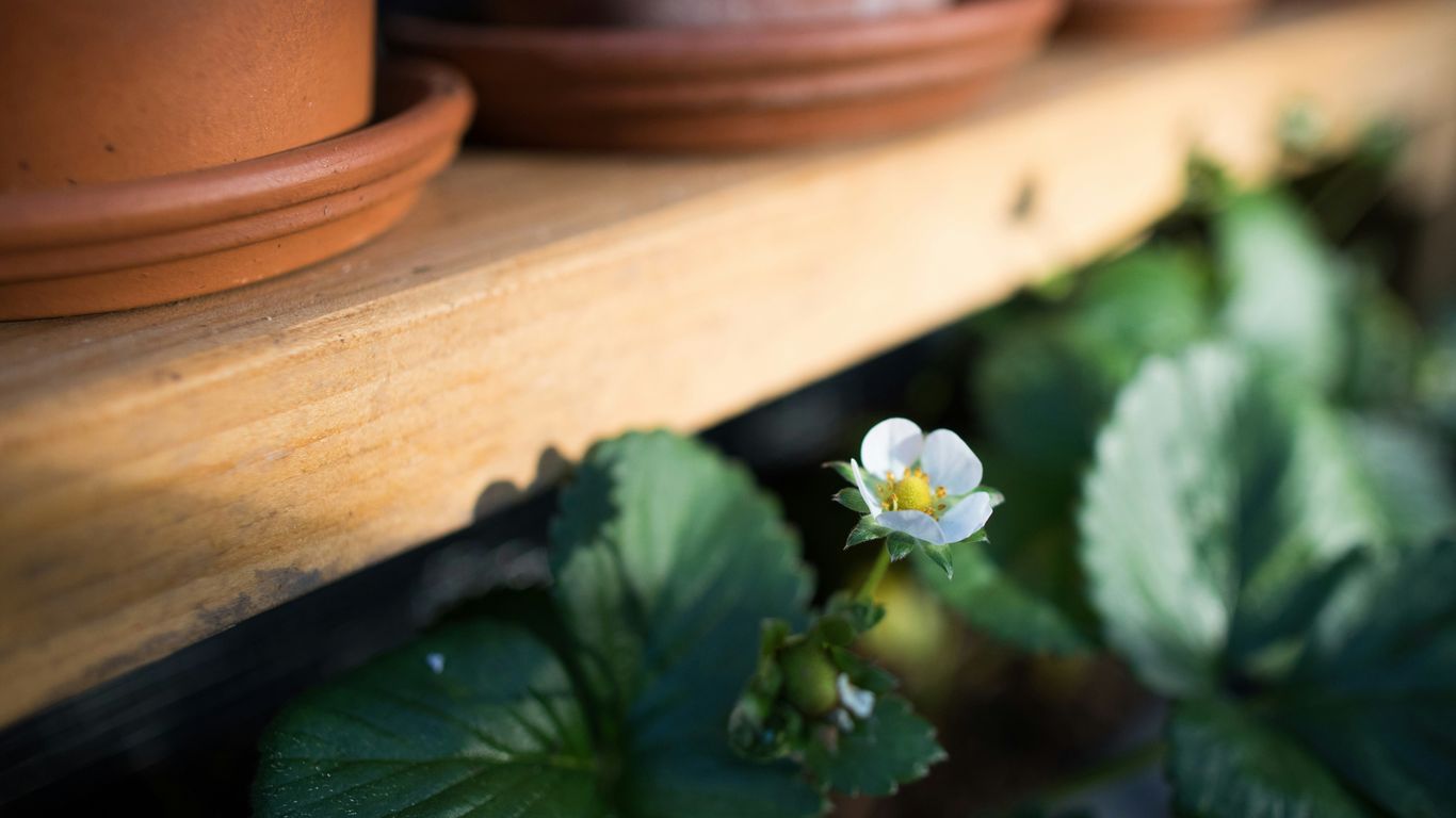 white flower with green leaves