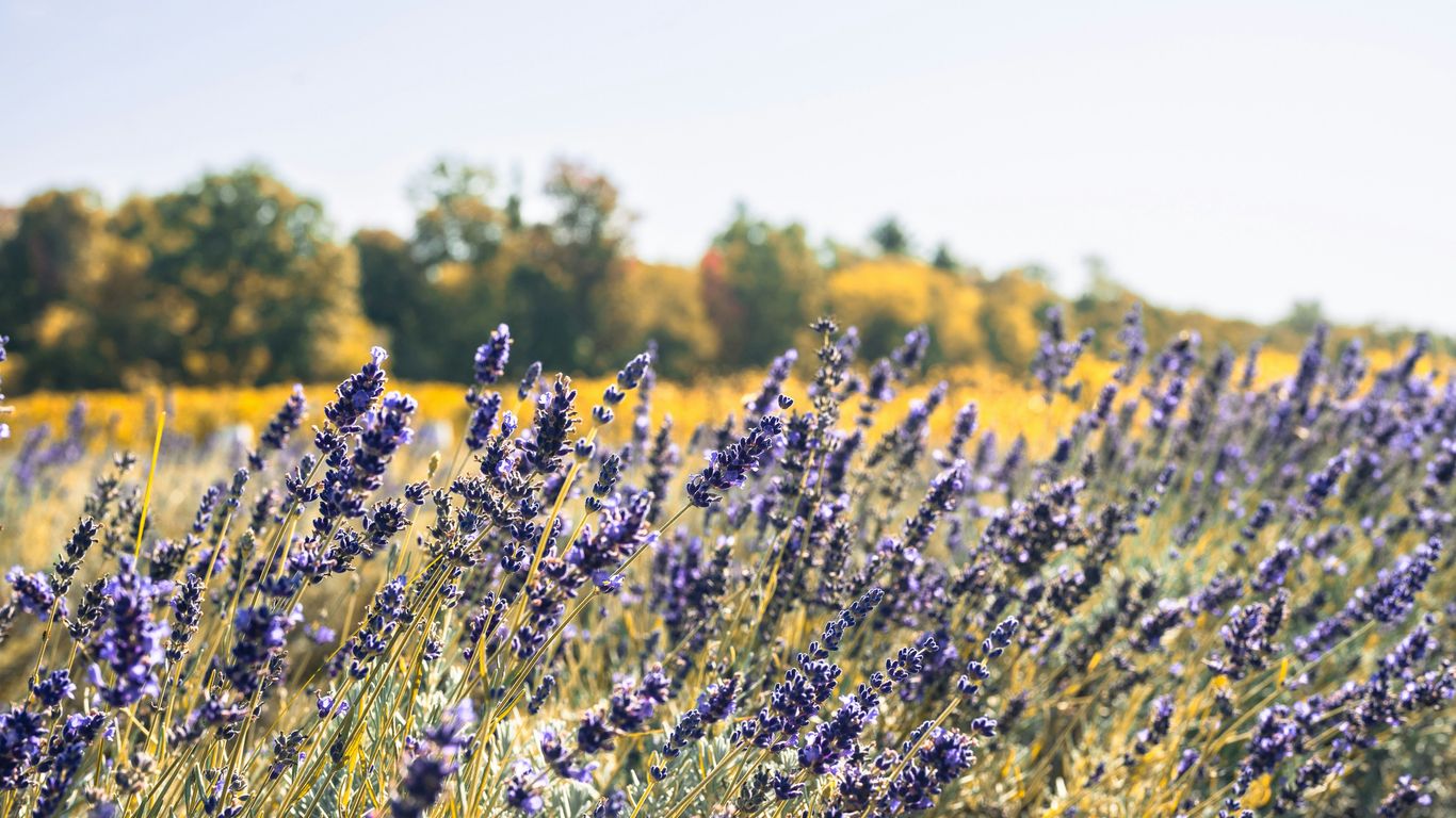 A field of purple lavender flowers under a bright sky.