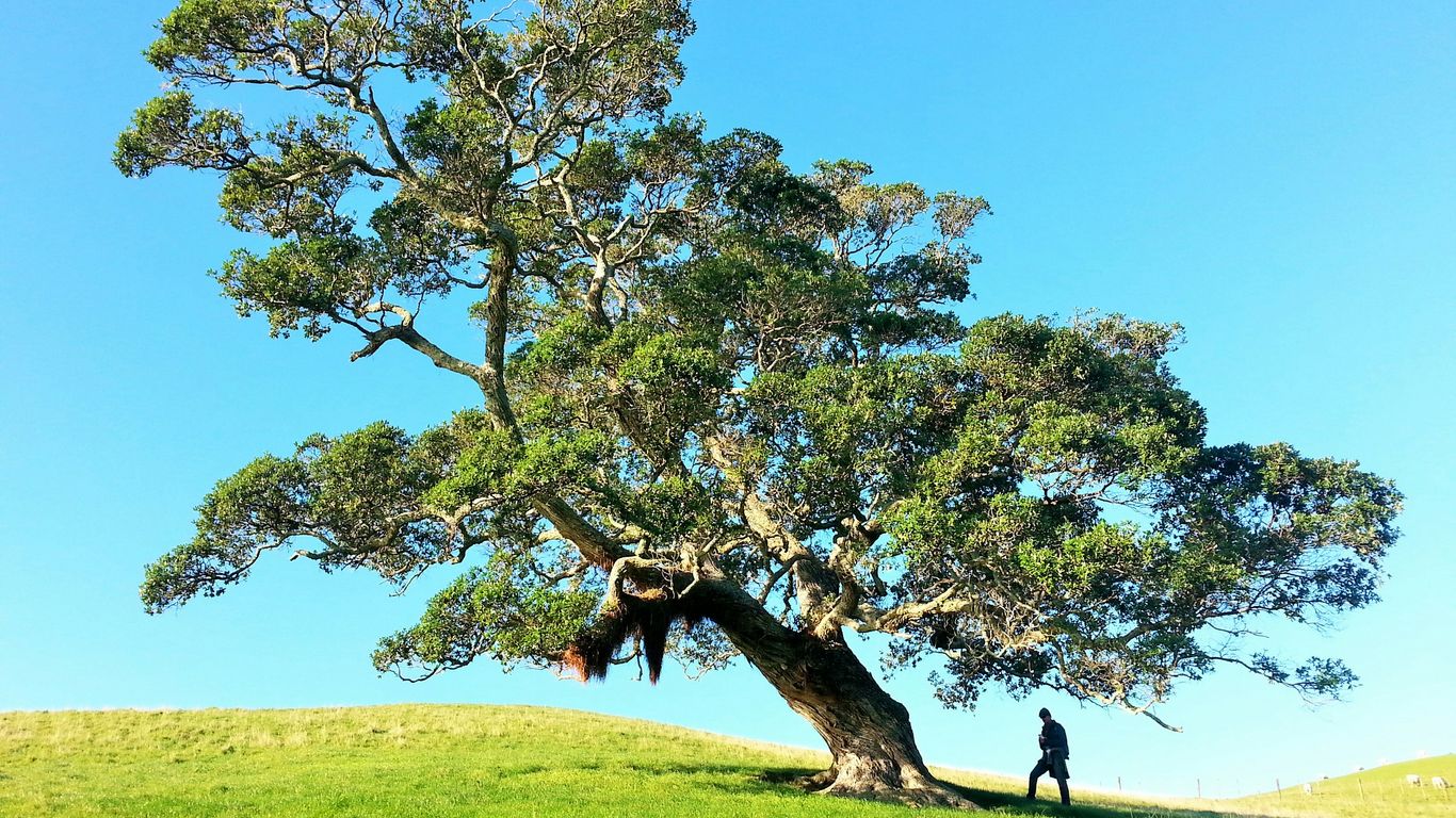 Large mature tree with broad green canopy