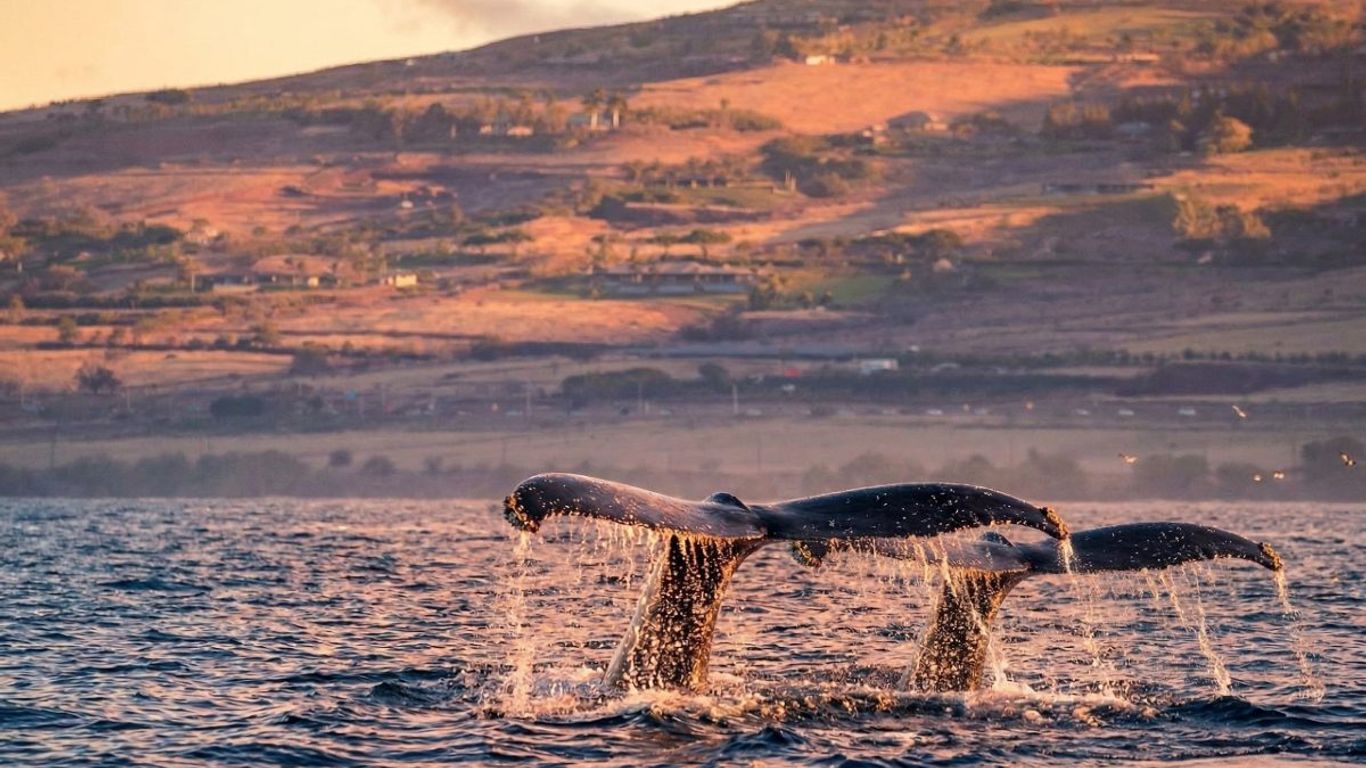Whale tails emerge from the ocean at sunset with a hilly landscape.