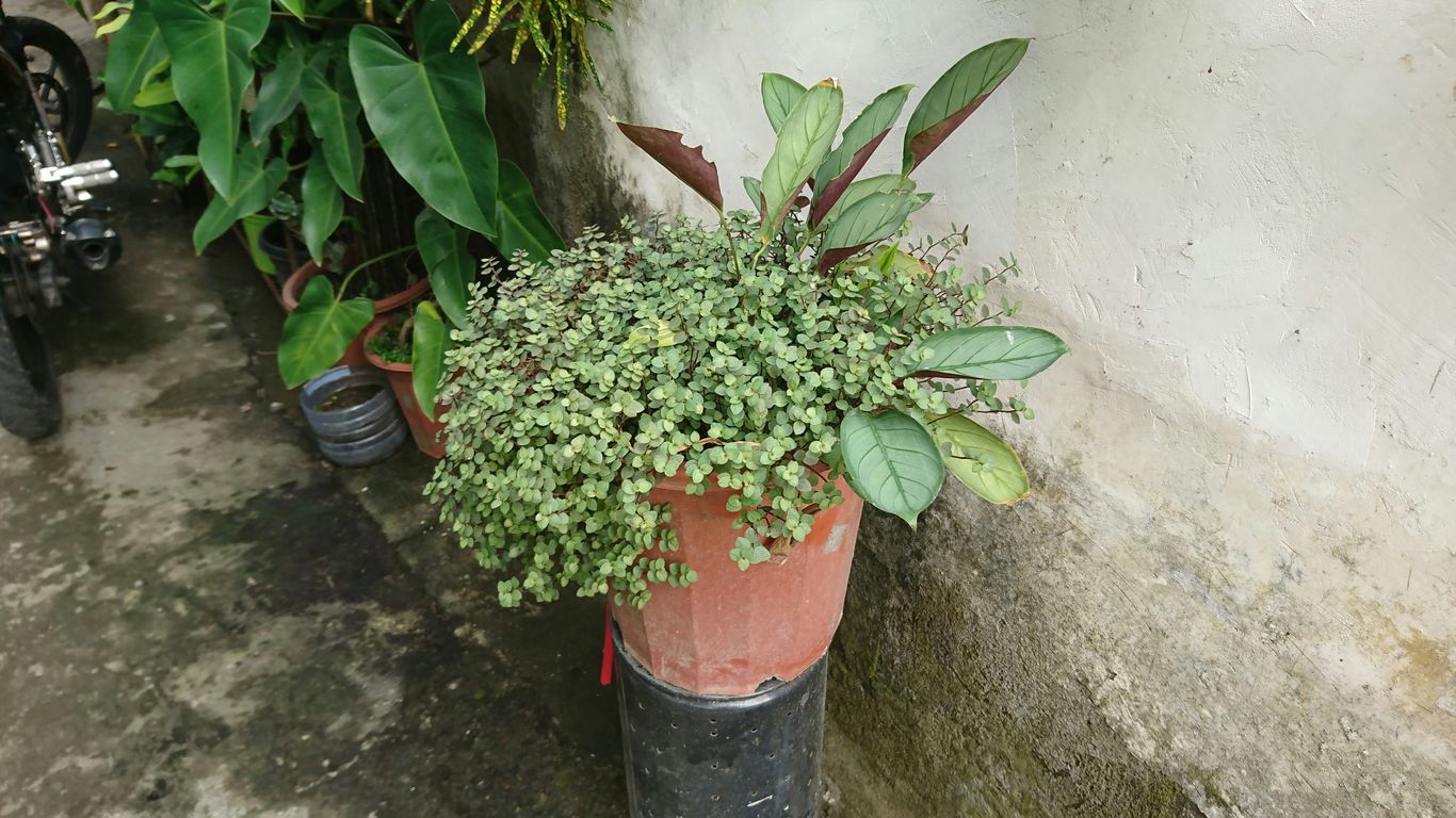a potted plant sitting on the side of a building