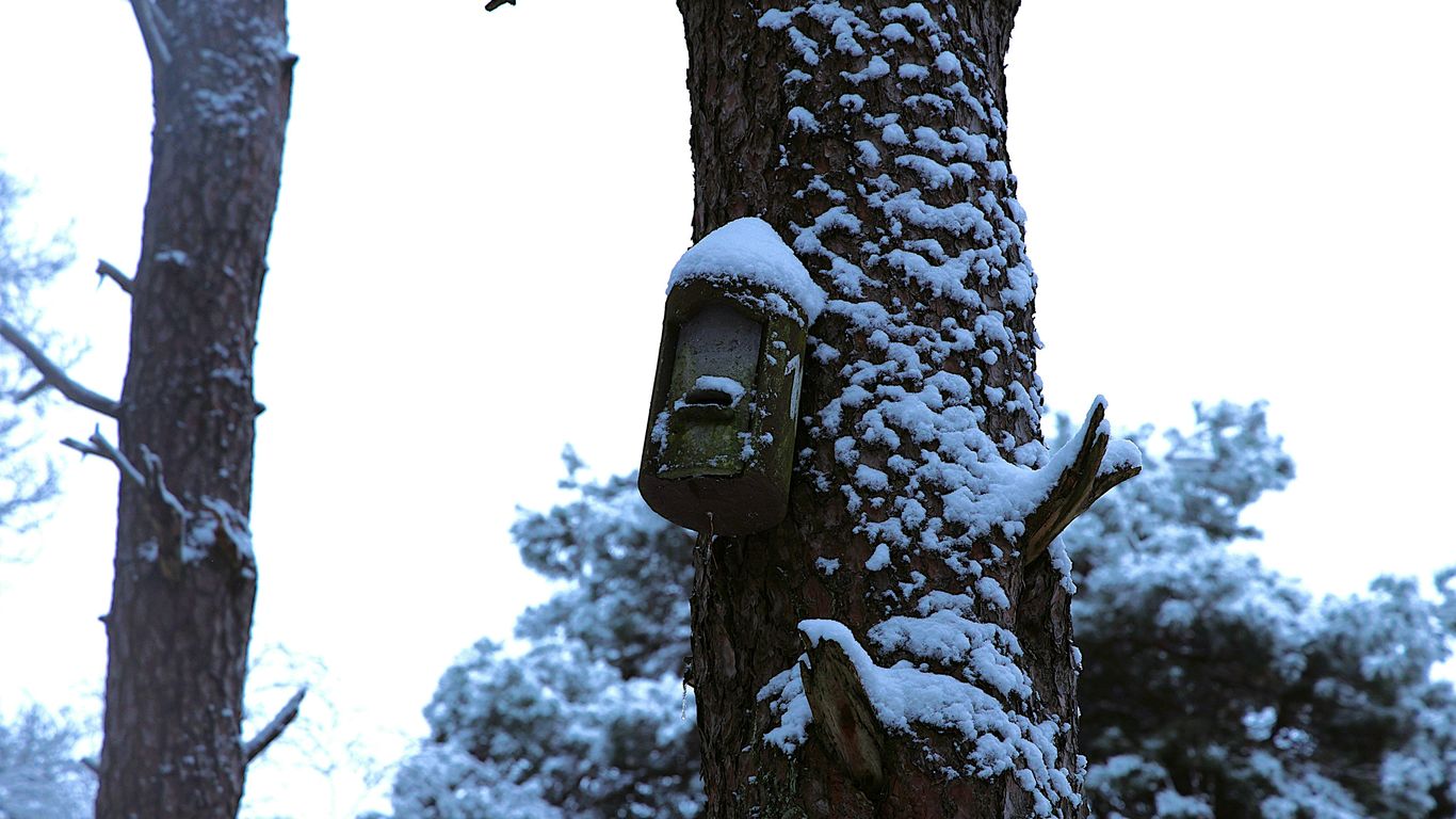 A birdhouse covered in snow on a tree