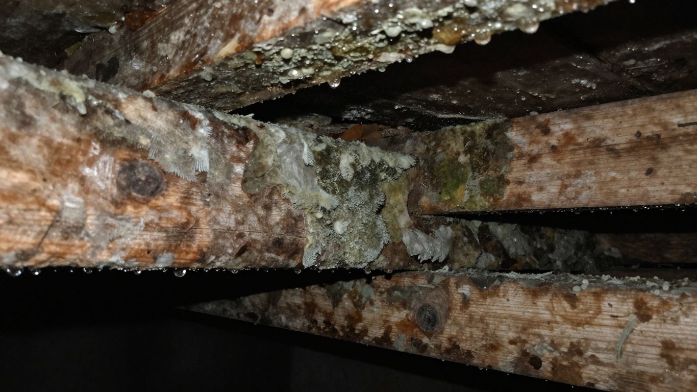 Moldy crawl space with water damage.
