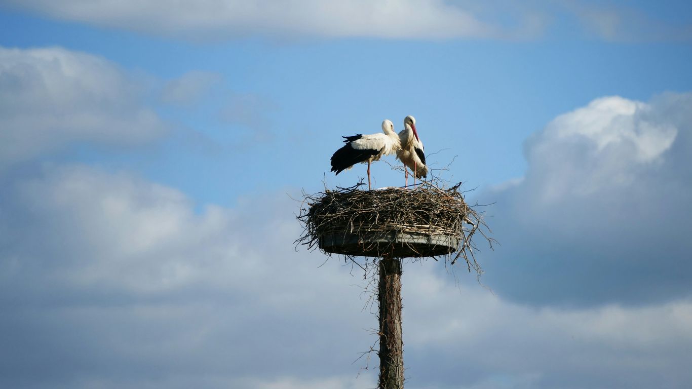 a couple of birds sitting on top of a nest
