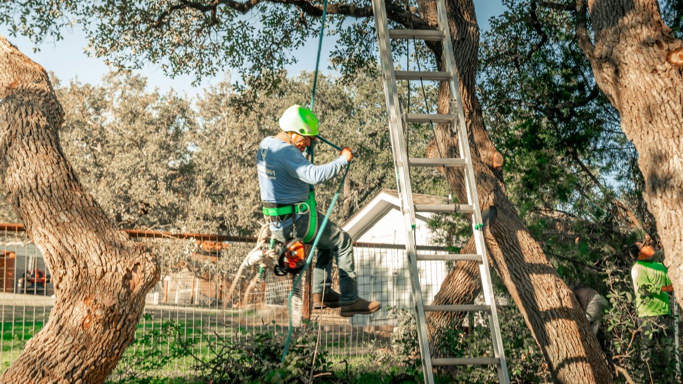 Tree care team reviewing a completed project