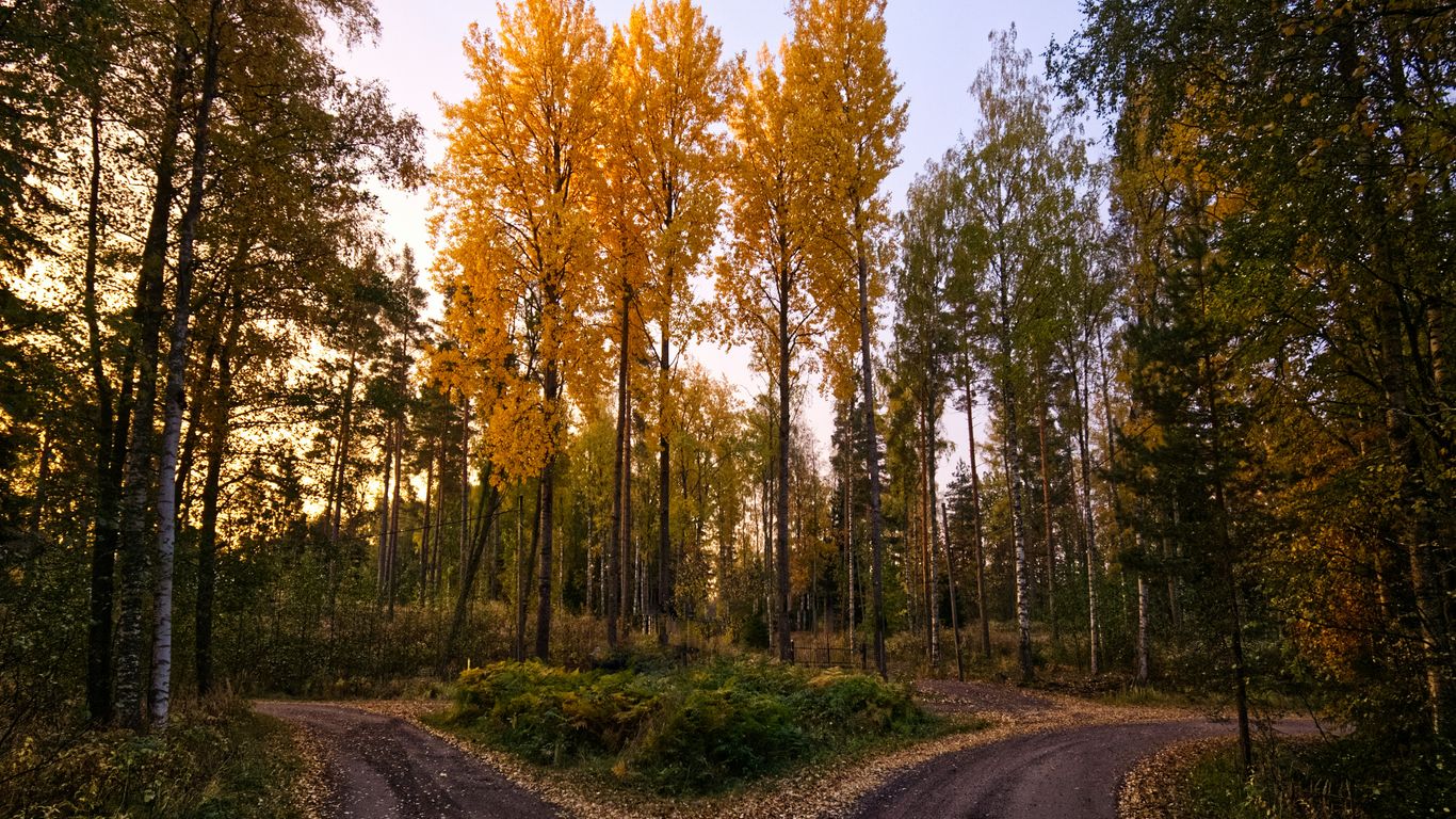 a dirt road surrounded by trees