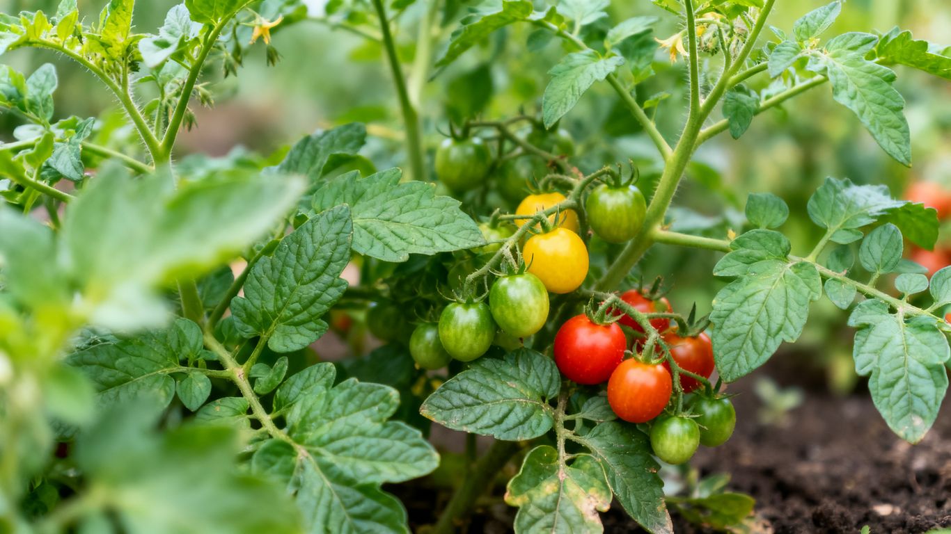 Verschiedene gesunde Tomatensorten im Garten