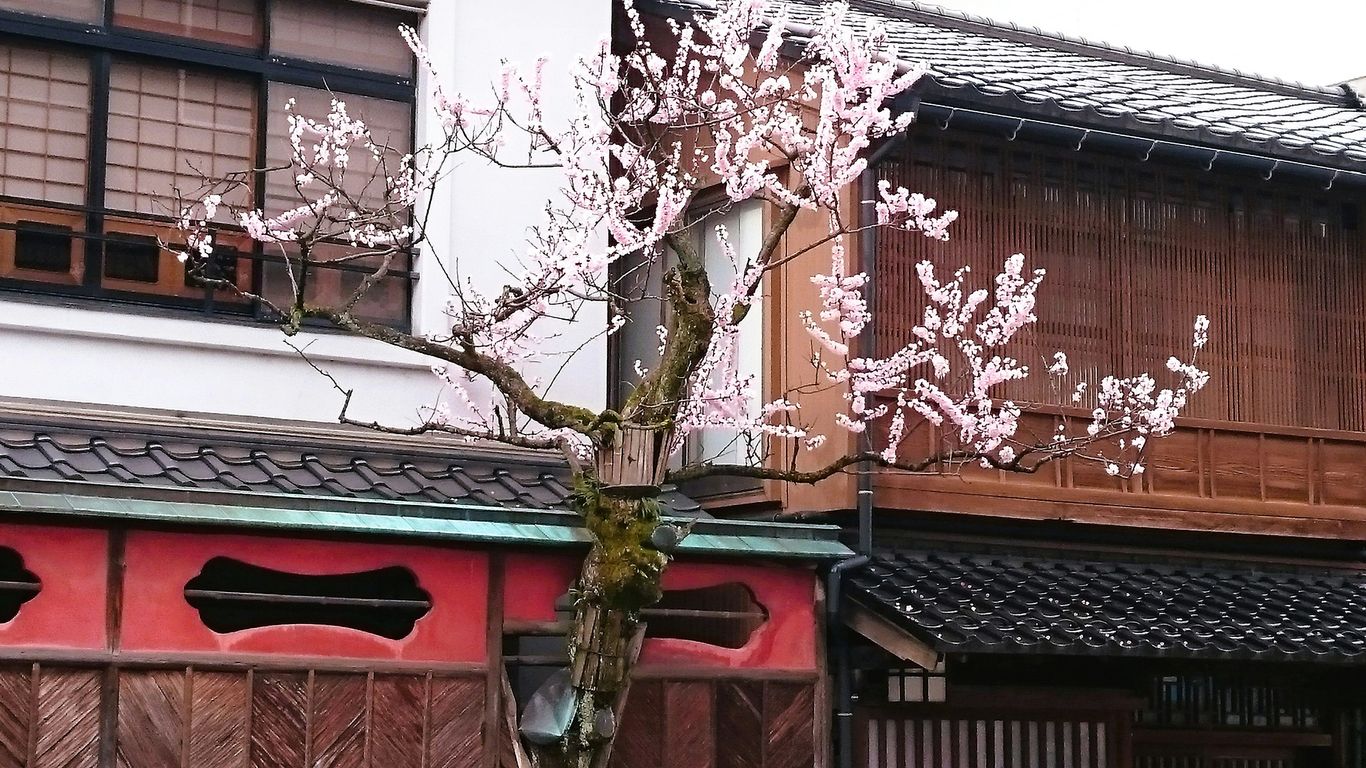Tree trunk and branches near a residential roof