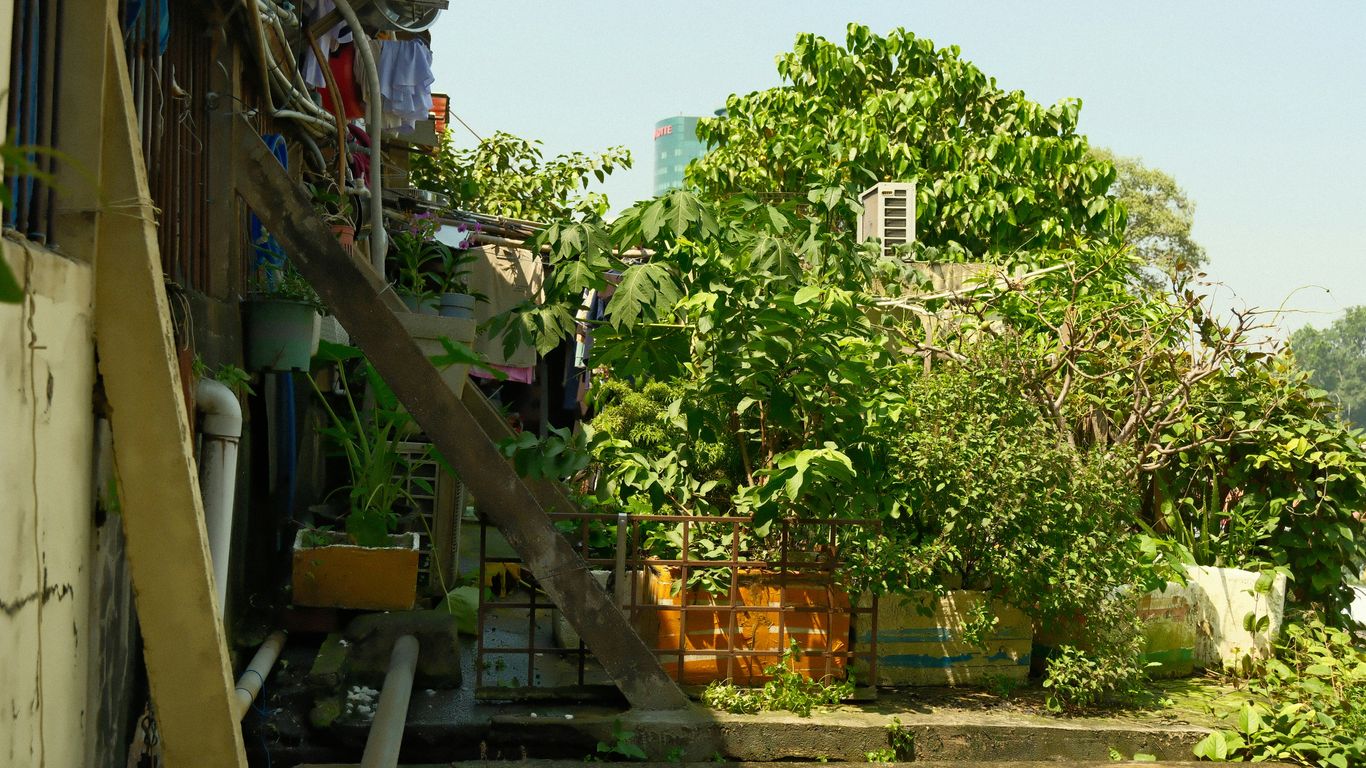 Lush green plants and an air conditioner on a rooftop.