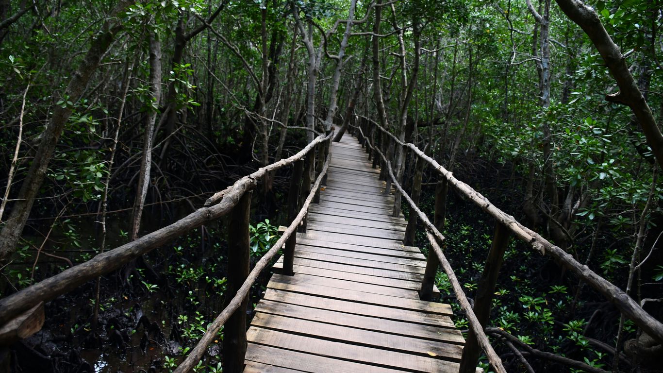The serene path through lush green mangroves