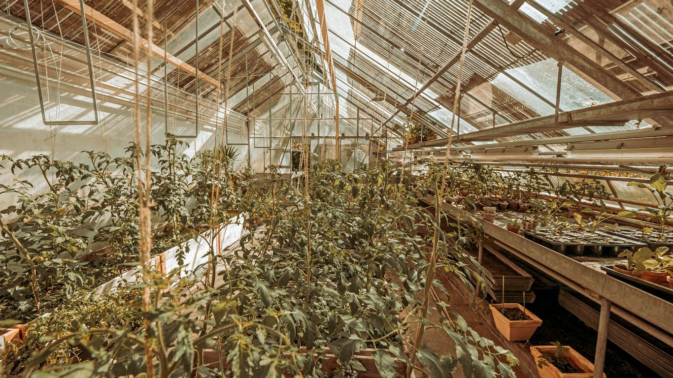 a greenhouse with many plants