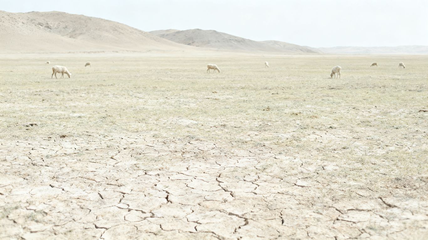 Overgrazed pasture with thin sheep and dry land.