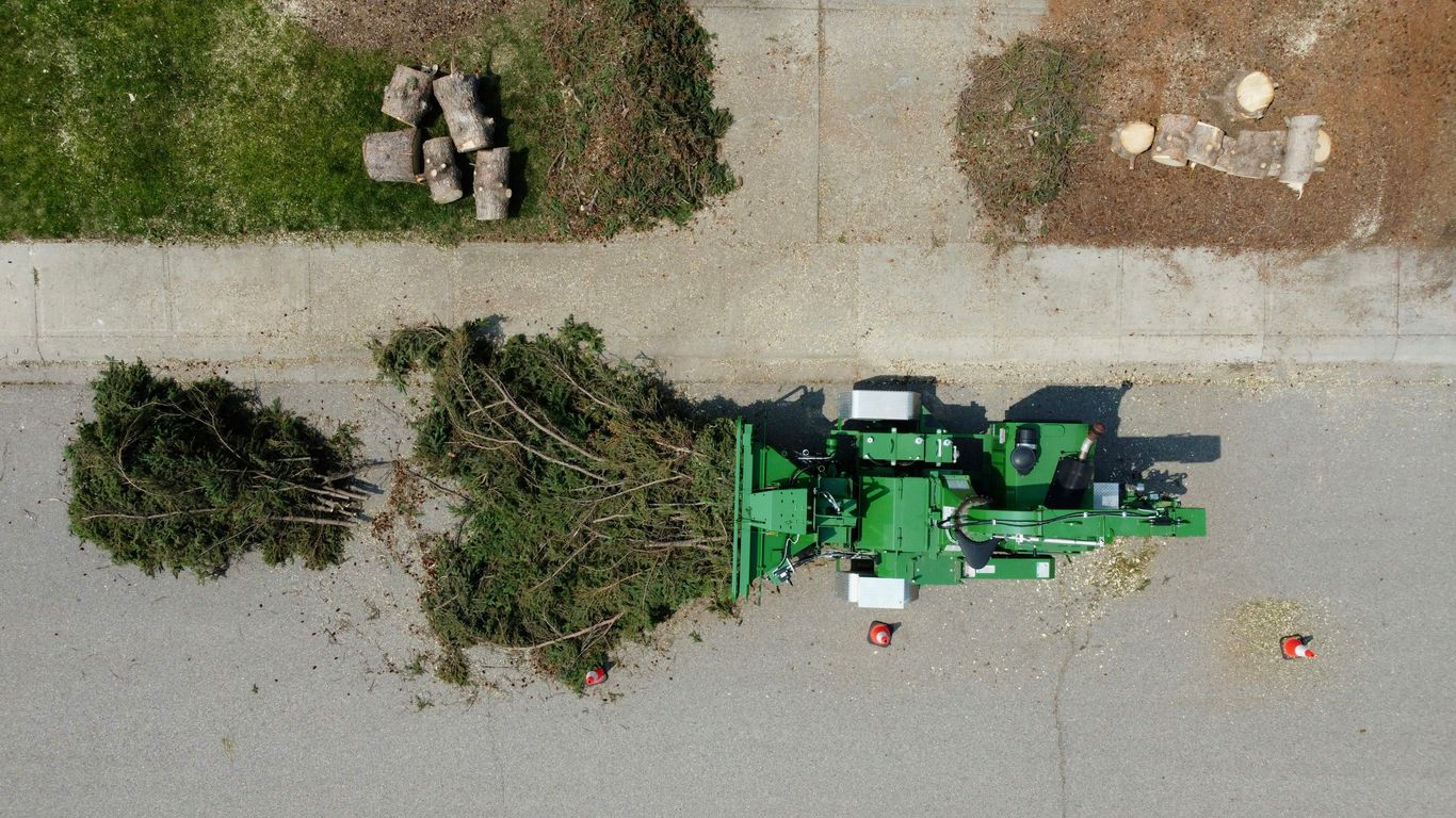 A tree crew assessing a residential yard