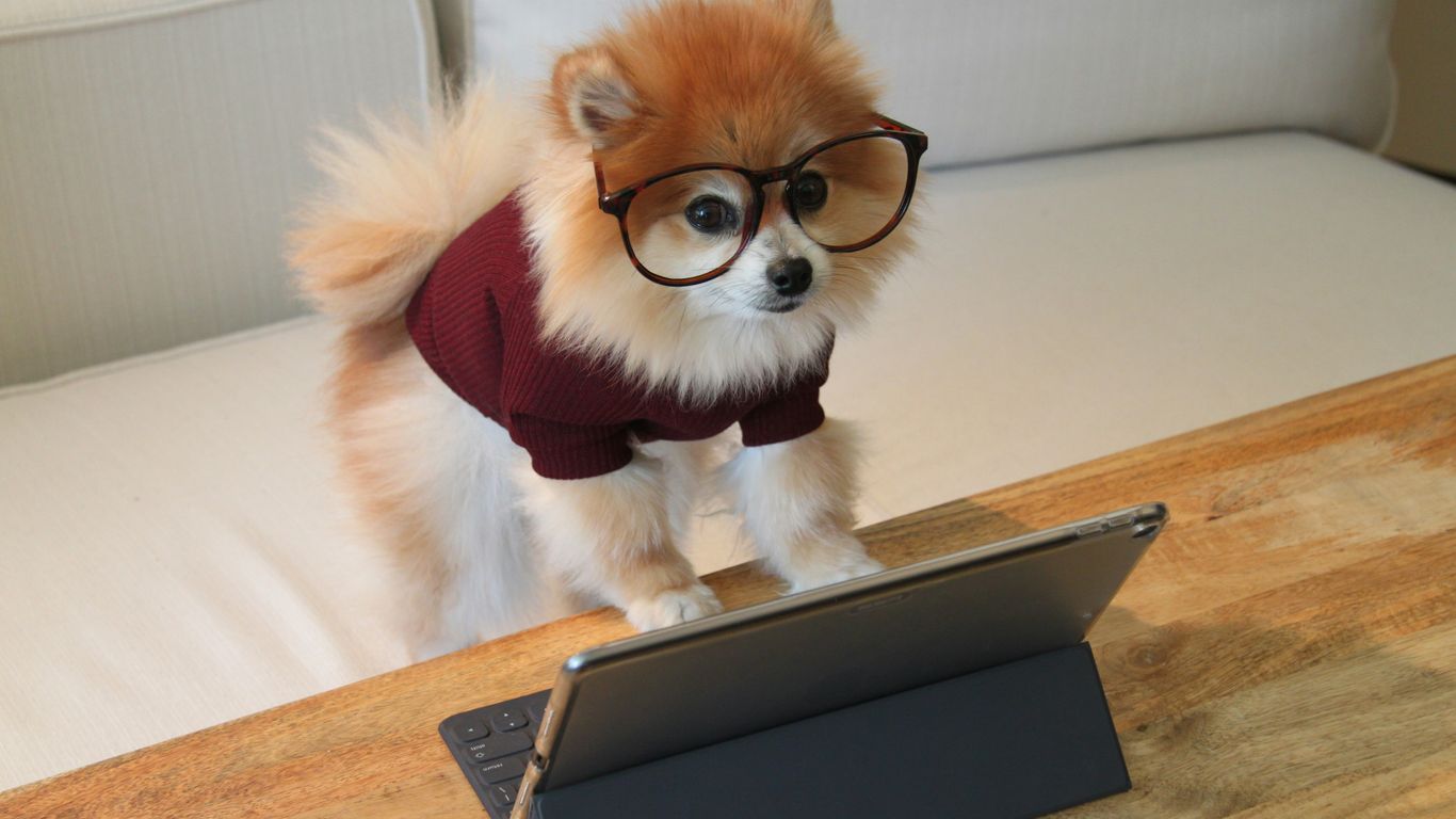 brown and white pomeranian puppy on macbook pro
