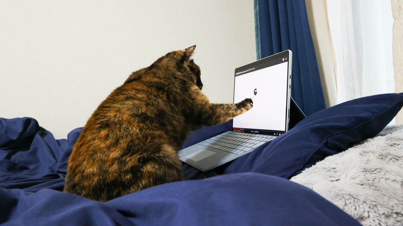 a cat sitting on a bed with a laptop