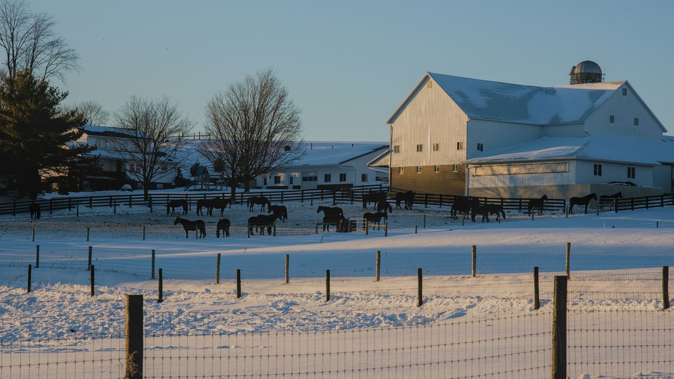Horses in a snowy field near a barn.
