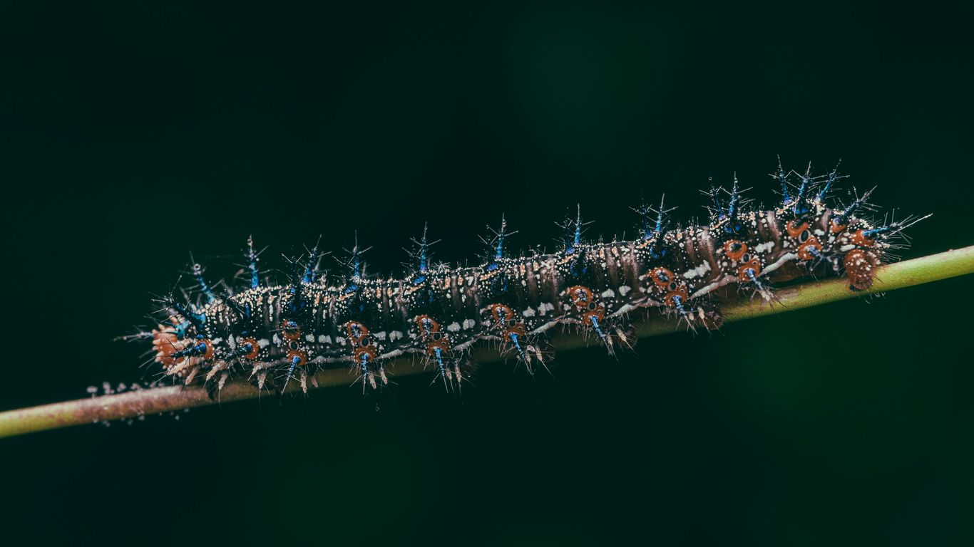 a close up of a caterpillar on a plant