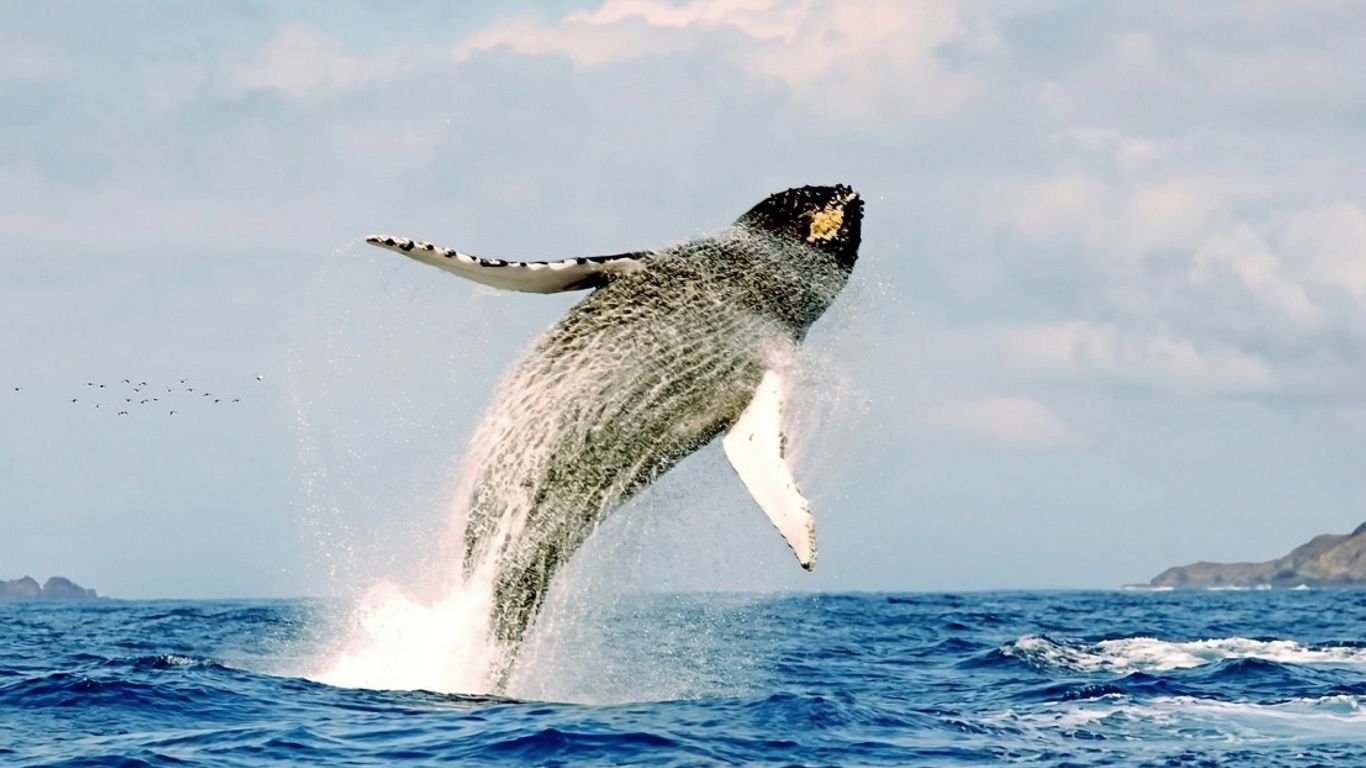 A humpback whale breaches dramatically from the ocean, spraying water.