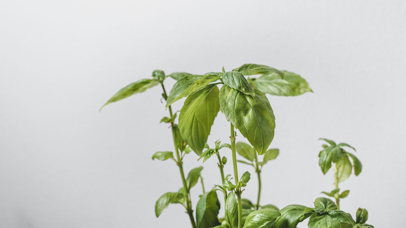 green plant on white ceramic pot