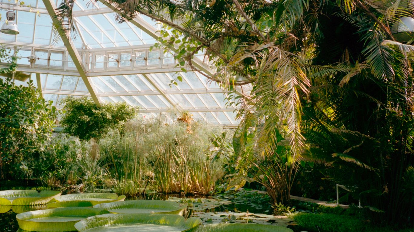 Lush greenery at the Singapore Botanic Gardens