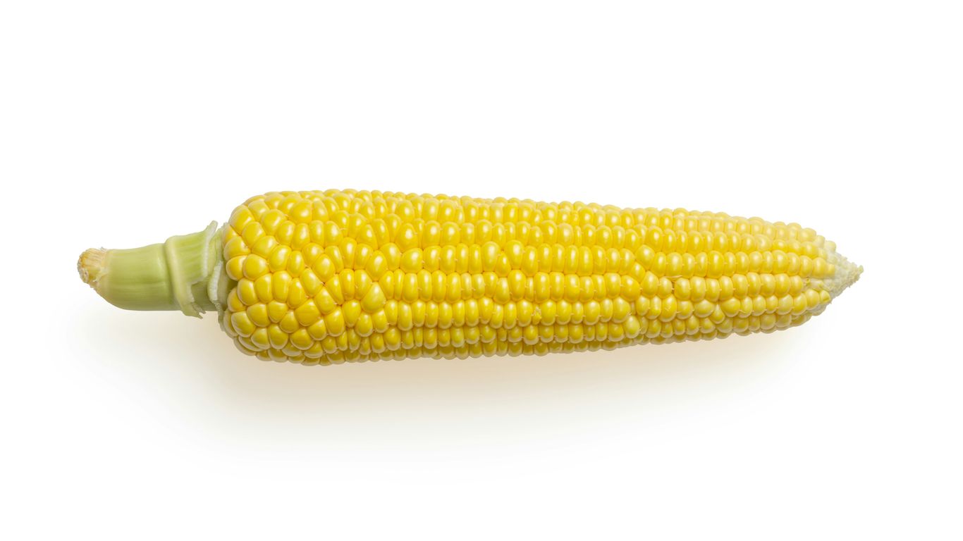 yellow corn on white background