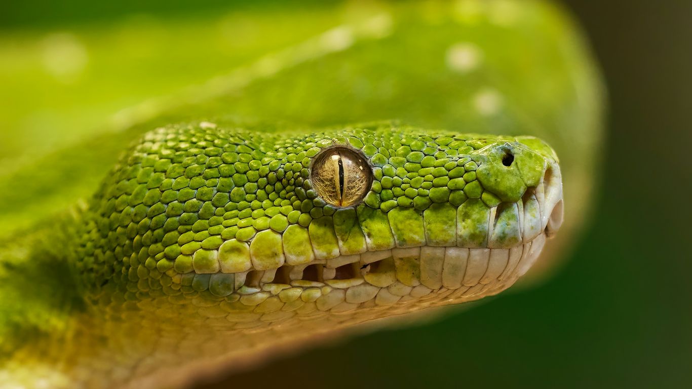 a close up of a green snake's head