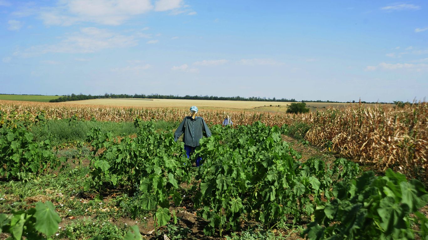 Scarecrow in a field of crops under a blue sky