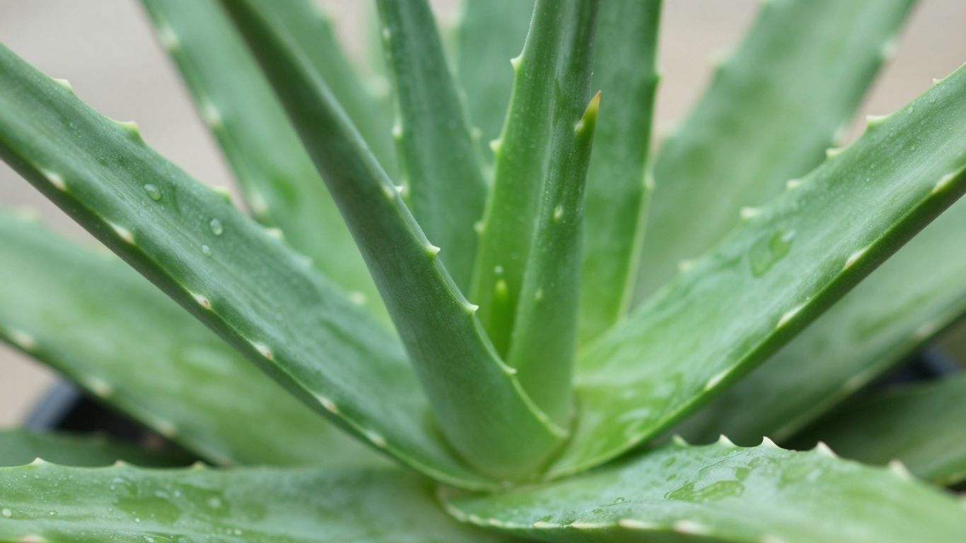Close-up of a healthy green aloe vera plant.