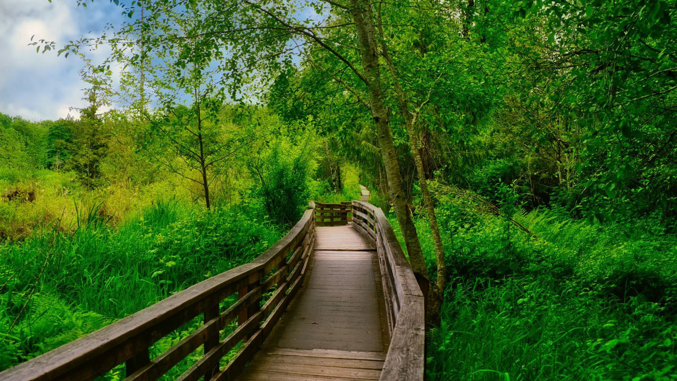 A wooden boardwalk extending into the green mangroves